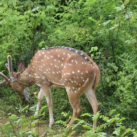 Wild Lake Side Удавалаве Екстер'єр фото